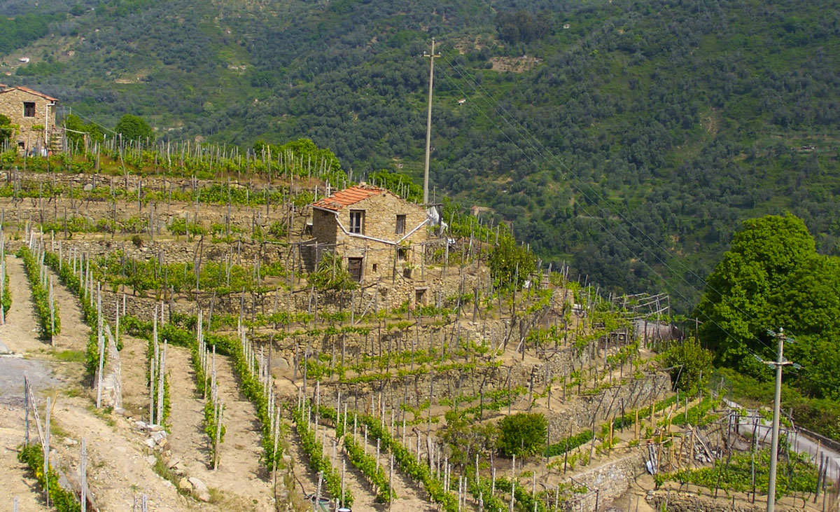 Azienda agricola Mammoliti, produzione vini doc riviera ligure di ponente